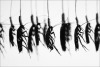 Catherine Chalmers, "Cockroach Executions"